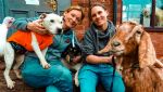 Dogs4Rescue