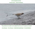 The Birds of Salford Docklands