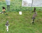 Kersal Moor Fruits of the Earth Festival 2015