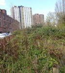 Salford Community Forest Garden Now