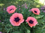 Salford poppies